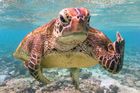 Veselé fotky zvířat: Neslušné gesto želváka Terryho vyhrálo hlavní cenu