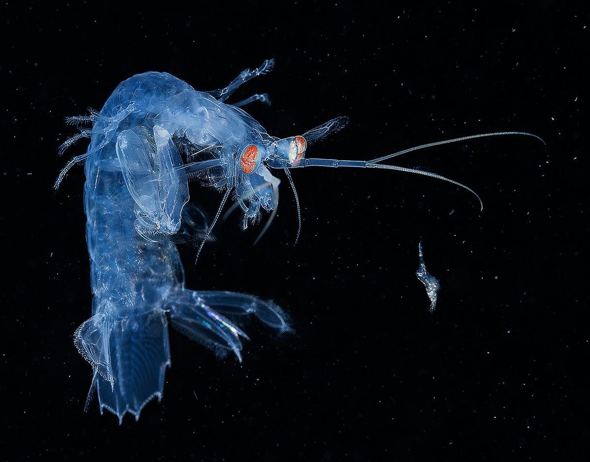 Underwater Photographer of the Year 2017: Vítězové soutěže