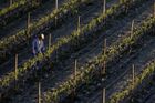 Mráz ničí vinohrady na jižní Moravě, škody jsou ve stovkách milionů korun