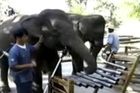 Video: V Thajsku mají sloní orchestr, nahrál již tři alba
