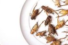 Grilované kobylky i červí mouka. Přidávání hmyzu do jídla je trend, navíc ekologický