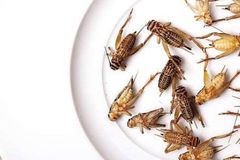 Hmyz jako hospodářské zvíře. Chov cvrčků vhodných k jídlu upraví zákon