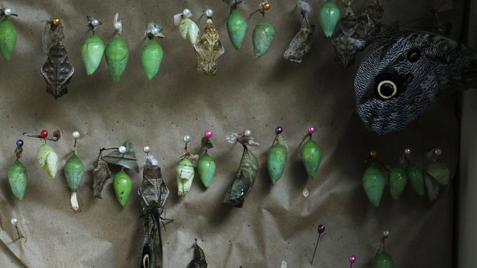 Foto: Kukly z motýlí farmy v Kostarice míří do celého světa