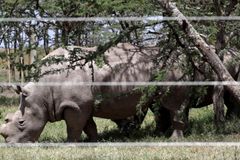 Jihoafrická republika chce povolit obchodování s rohy nosorožců, čelí kritice kvůli pytlákům