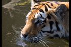 Tygři vymírají, zachrání je technika?