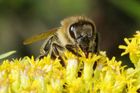 Včely vymírají. Pěstujte květiny místo obilí, říká Brit