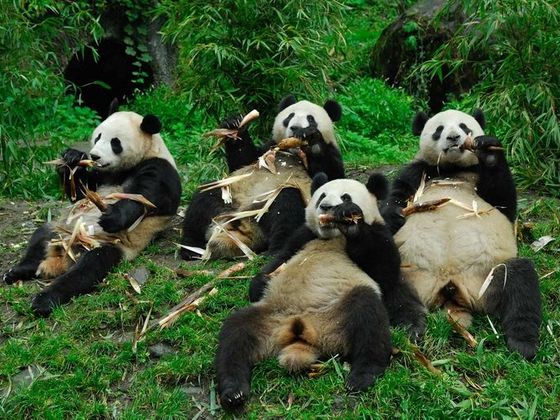 Více o Číně pandí hostina