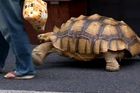 Japonec venčící obří suchozemskou želvu je hitem internetu