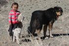 V Mongolsku zachraňují banchara, psí plemeno, které má podle pověstí magickou moc
