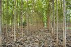 Lesy ČR se zbavují plantáže v Nikaragui. Byl to od začátku nesmysl, říká jejich šéf