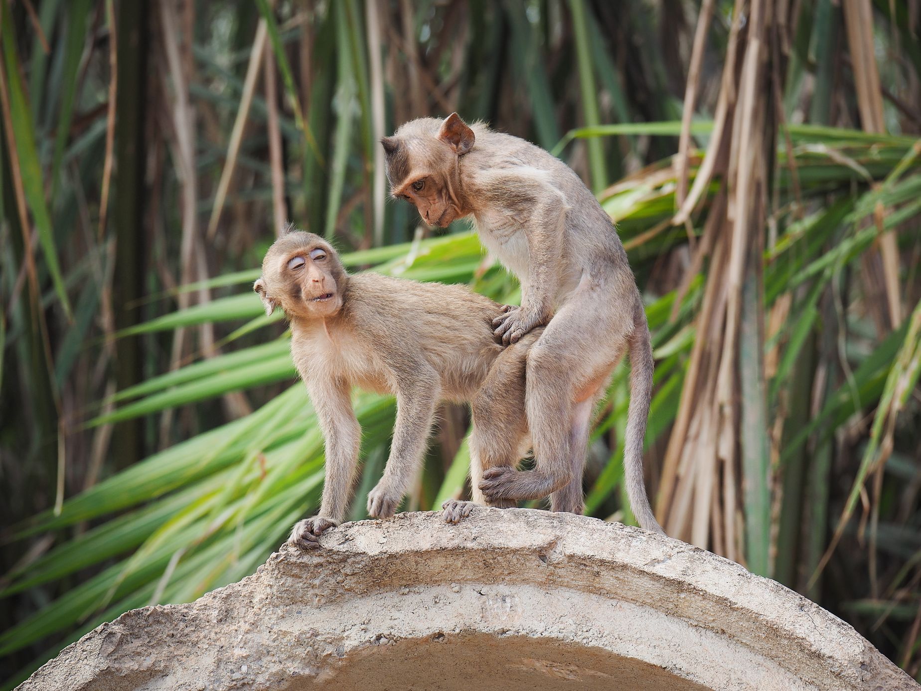 Makakové - sex - opice