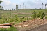 Největší likvidaci lesů v dějinách zemí Koruny české čelí právě Jeseníky.