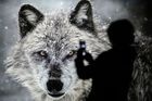 Vlk příroda biodiverzita