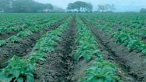 Amflora potatoes