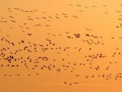 Přes Kypr vede hlavní migrační trasa ptáků z Evropy do teplých krajů