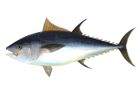 EU pozastavila lov tuňáků. Rybáři vyčerpali kvóty