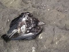 Samice orla skalního otrávená v březnu 2011 mezi obcemi Loučka a Blatnice v okrese Hodonín.