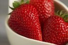 Chuť na české jahody roste, polí s nimi výrazně přibývá. Na sběr ale nejsou lidi
