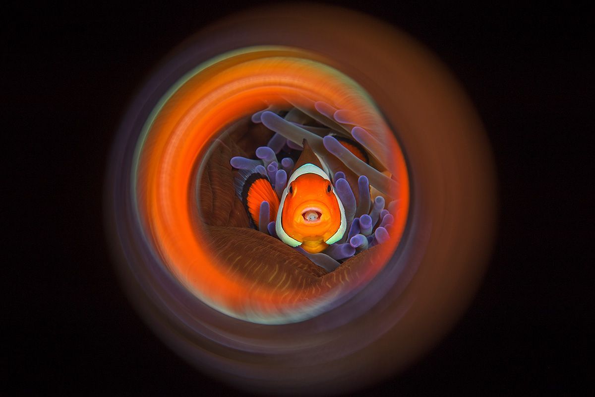 Underwater Photographer of the Year 2017: Vítězové soutěže