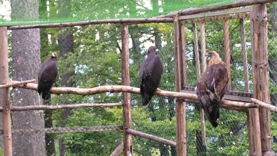 Poslední dny orlů ve voliéře