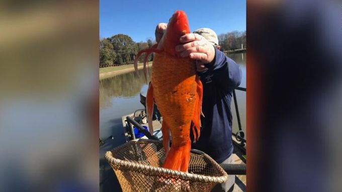 Zlaté rybky v průměru váží 90 až 270 gramů. Kousek, který chytili muži na jezeře v Jižní Karolíně, tedy zjevně hodně jedl.