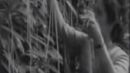 V roce 1957 odvysílala britská BBC reportáž o sklizni těstovin ze stromů a mnoho lidí jí opravdu uvěřilo. Lidé údajně volali i do televize a dotazovali se, kde je možné koupit špagetové keře. Tehdy ještě nemělo veřejnoprávní médium moc práce s napálením svých diváků.