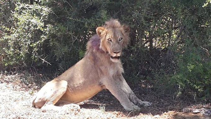 Zraněný lev v Krugerově národním parku
