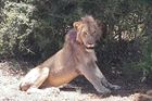 Turisté zachránili umírajícího lva. Fotkou na Facebooku zburcovali vedení safari