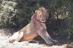 Turisté zachránili umírajícího lva. Fotkou na Facebooku zburcovali vedení safari