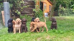 Štěňata (Deník psí mámy)