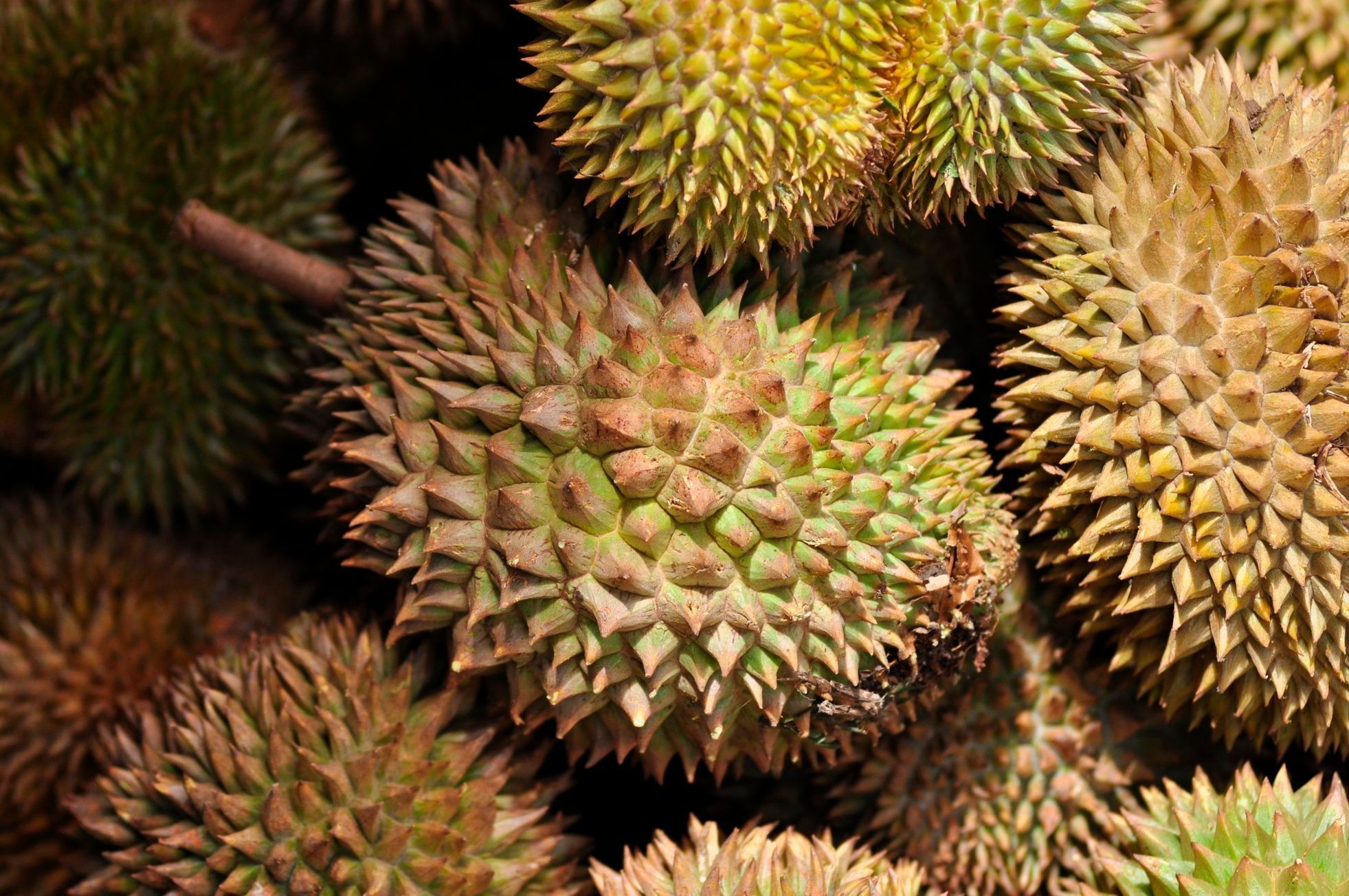 Durian