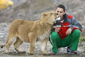 Rumun políbil lva a pak ho pustil na svobodu