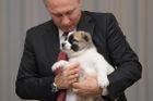 Dojatý Putin dostal k narozeninám štěně. Merkelovou obdarovali kdysi kuřetem, Hollanda velbloudem