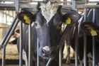 Nadmuté krávy způsobily explozi střechy v německém kravíně