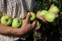 Vinou nadúrody v Evropě klesla cena průmyslových jablek