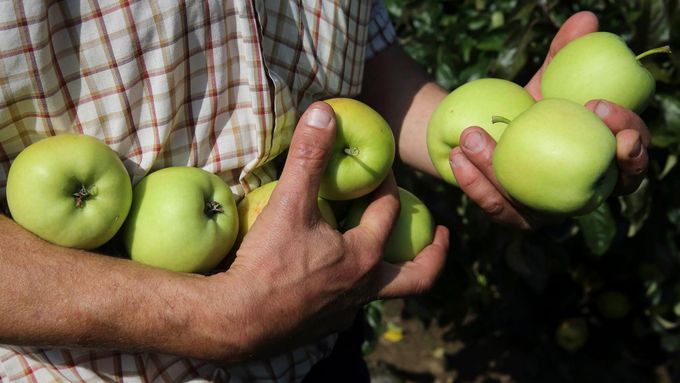 Kvůli mimořádné úrodě a tlaku obchodu na ceny se letos zatím velmi špatně prodávají i konzumní jablka.