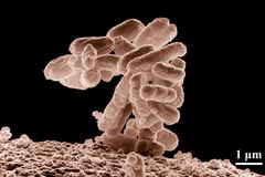 Upravená E. coli zabíjí nebezpečnou bakterii