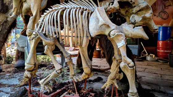 Konec jednoho snu. Jak Mamutheum tiše pohřbilo svého génia i jeho tragický osud