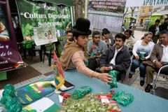 Bolívie se bije za legalizaci žvýkání koky