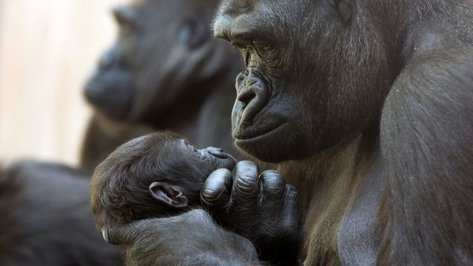 Velcí primáti, jako například gorily, už nebudou obětí vědy. Apoň pokud to nebude bezpodmínečně nutné.