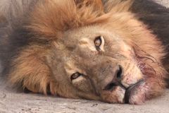 Filozof: Soucit se lvem Cecilem je pohodlný, nic nás nestojí