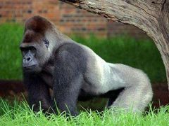 Virus kromě člověka doposud napadal také gorily. I když existovalo podezření, že jeho přenašečem je netopýr nebo kaloň, nikdy to nebylo dokázáno.
