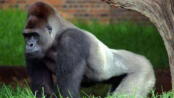 Vědci učinili převratný objev - našli prapředka dnešních goril. S člověkem se přestaly vyvíjet mnohem dříve, než se dosud myslelo.