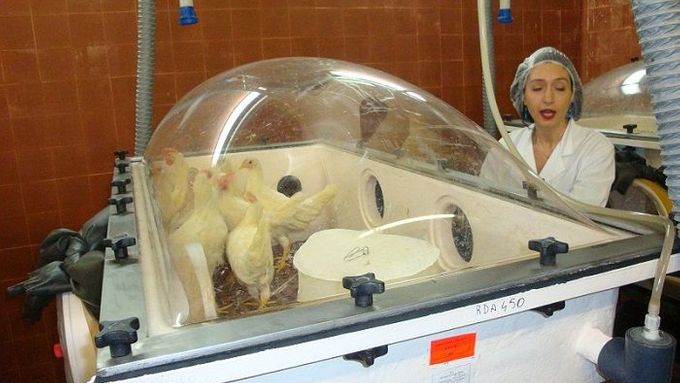 Veterinářka Maria Serena Beatoová ukazuje prosklené boxy s kuřaty, v jejichž těle žije virus chřipky.