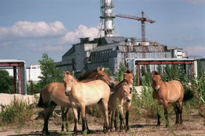Radioaktivní pohřebiště či beznaděj v zakázané zóně. Fotograf dokumentuje Černobyl