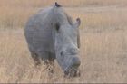 Šéf zoo Rabas: Vybíjení nosorožců v Africe je genocida