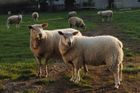 U Opočna srazil vlak stádo ovcí, cestující přežili