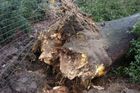 Na Nymbursku spadl strom dělníkovi na hlavu