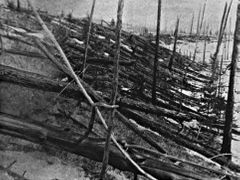 Polámané stromy v oblasti řeky Podkamennaja Tunguzka vyfotografované při expedici v roce 1927.