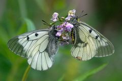 Vzácným motýlům hrozí vyhynutí. Lesy ČR jich na Pálavě zabíjejí tisíce, varují vědci
